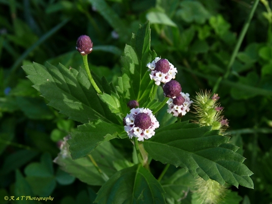{Phyla lanceolata}